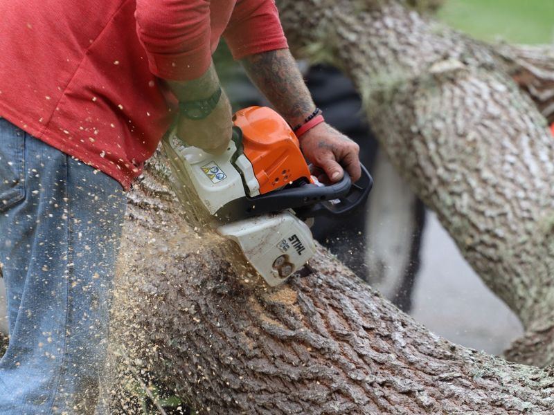 Tree removal project in Columbia, SC