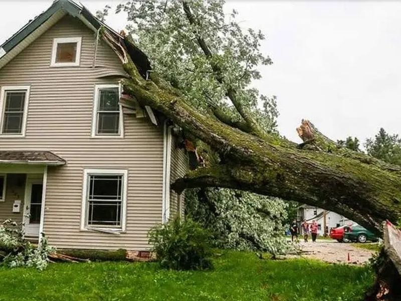 Tree removal job in the Arsenal Hill neighborhood of Columbia