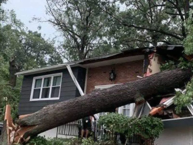 Tree removal job near Camden, SC