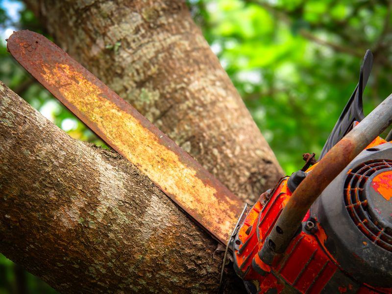 Tree removal job near Gaston, SC