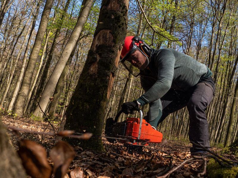 Tree removal job near Lexington, SC