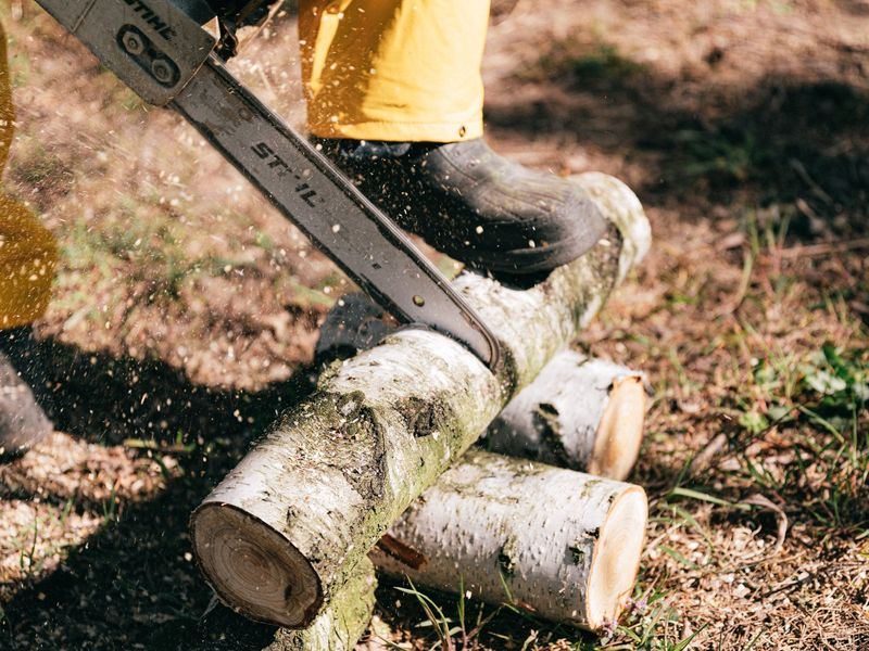 Tree removal job in the Shandon neighborhood of Columbia